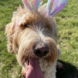 Willow - Goldendoodle