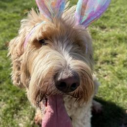 Willow - Goldendoodle