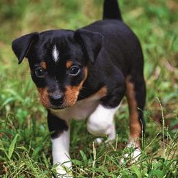 Akita and Rat Terriers from Majestic Valley Farms