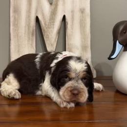 TB - Tri-Roan male English Springer Spaniel puppy in Morrilton, Arkansas from Triple M Farms & Springers