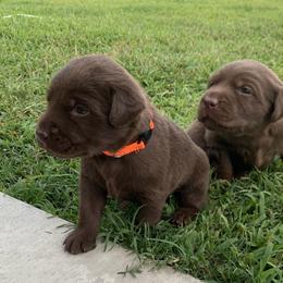 Dilute Retriever Puppies from Summer Lovin’ Labradors of Southern