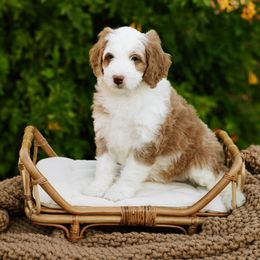 Bernedoodle and Cavapoo Puppies from Coffey House Doodles