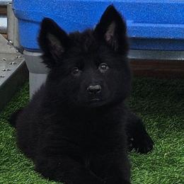 Annie - Black seal female German Shepherd puppy in Sequim, Washington from German Shepherd Haus