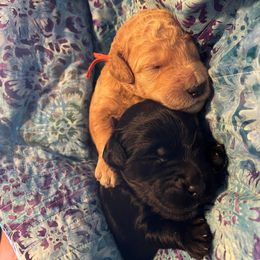 Aussiedoodle, Goldendoodle, and Labradoodle Puppies from Patriot Family Paws