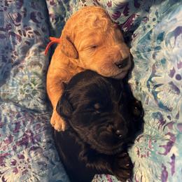 Aussiedoodle, Goldendoodle, and Labradoodle Puppies from Patriot Family Paws
