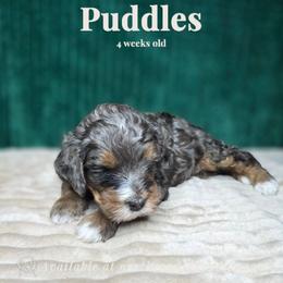 Puddles - female Australian Mountain Doodle puppy in Escondido, California from North County Doodles