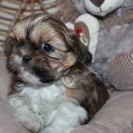 Girl 2 - Red and white female Shih Tzu puppy in Craig, Colorado from Rocky Mountain Shih Tzus and Dry Creek Miniature Dachshunds