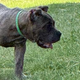 Girl 3 - Gray brindle female Cane Corso puppy in Granbury, Texas from Revolutions Kennel