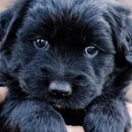 Coton de Tulear Puppies from Flourishing Family Farms
