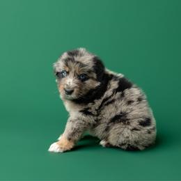 Espresso - Blue merle male Australian Shepherd puppy in Kathleen, Georgia from CM Farm