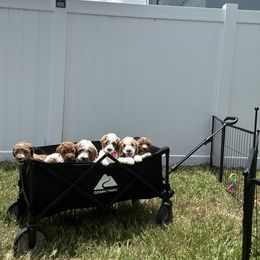 Goldendoodle Puppies from The Doodle House