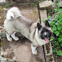 Mona - Akita