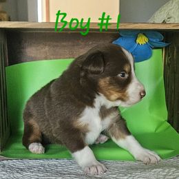 Boy 1 - male Border Collie puppy in Wakeman, Ohio from Sandstone Ridge Kennels