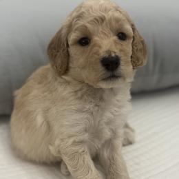 Boy 5 - male Goldendoodle puppy in Shreveport, Louisiana from Cottage Doodles