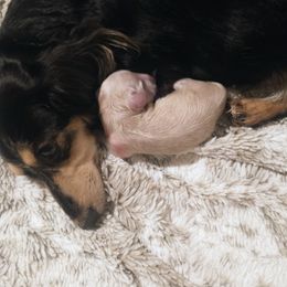 Lexi - Cream female Dachshund puppy in Annandale, Minnesota from Weiners on a Hill