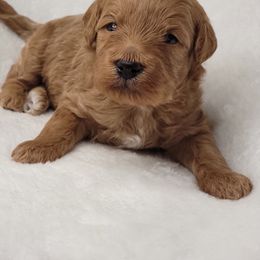 Goldendoodle Puppies from Lake Village Doodles