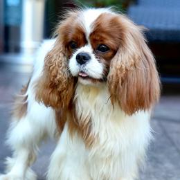 Cavalier King Charles Spaniel Puppies from Cane Creek Cavaliers