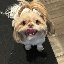 Shih Tzus from P and J Farms