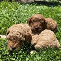 Cockapoo and Rottweiler Puppies from RJ Rotts - Beachy Family Cockapoos