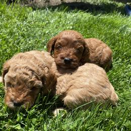 Cockapoo and Rottweiler Puppies from RJ Rotts - Beachy Family Cockapoos