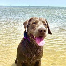 Dilute Retrievers from Dogwood Silver Labs
