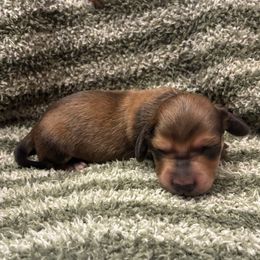 Giblet - Red male Dachshund puppy in Dobson, North Carolina from Oakleys Dachshund Haven