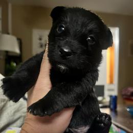 Allen - Black male Scottish Terrier puppy in Chattanooga, Tennessee from Oodles of Cuties!