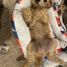 Schnoodle Puppies from Noodle Tings Puppies