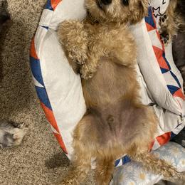 Schnoodle Puppies from Noodle Tings Puppies