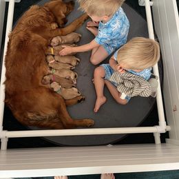 Golden Retriever Puppies from Geronimo Golden Retrievers