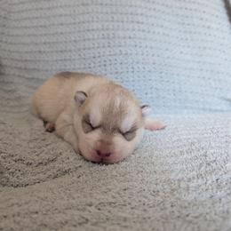 Dice - Red and white male Siberian Husky puppy in Wisconsin from Liberty Siberians