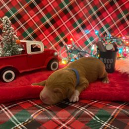 Donner - Apricot male Goldendoodle puppy in Johns Island, South Carolina from Golden Doodlebugs