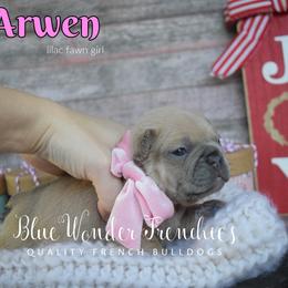 Arwen - Fawn female French Bulldog puppy in Loxahatchee, Florida from Blue Wonder Frenchies