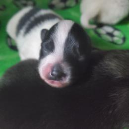 Companion Cross, Pomeranian, and Sheepadoodle Puppies from Fluffy Wonders Poms and Doodles