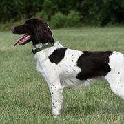 Kleine Munsterlanders from Iron Oak Kennels (v.d. Eiseneiche)