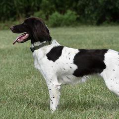 Kleine Munsterlanders from Iron Oak Kennels (v.d. Eiseneiche)