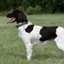 Kleine Munsterlanders from Iron Oak Kennels (v.d. Eiseneiche)