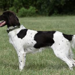 Kleine Munsterlanders from Iron Oak Kennels (v.d. Eiseneiche)