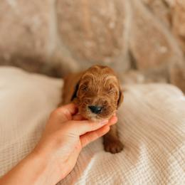 Hamilton - Red  male Goldendoodle puppy in Yukon, Oklahoma from Bows and Ties Doodles, LLC