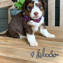 Reno - Tri-color male Bernedoodle puppy in Runaway Bay, Texas from Green Ranch Doodles