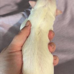 Farquad - White male Chihuahua puppy in Austin, Indiana from Dog Bones N Harmony