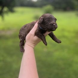 Brownie - Brown and tan male Cockapoo puppy in Albany, Kentucky from Windy Pines Farm