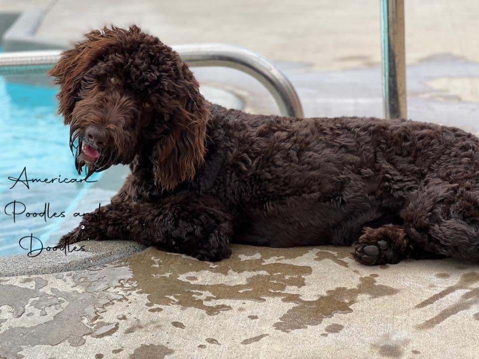 American Poodles and Doodles in Oklahoma | Bernedoodle and