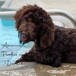 Bernedoodles and Goldendoodles from American Poodles and Doodles