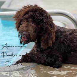 Bernedoodles and Goldendoodles from American Poodles and Doodles