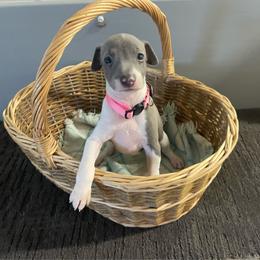 Bella - Blue female Italian Greyhound puppy in Lancaster, Missouri from White Stone Ranch