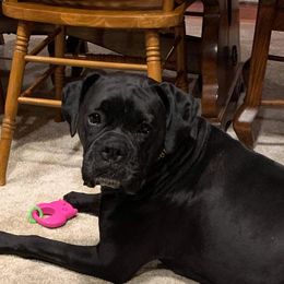 Zoey - Boxer