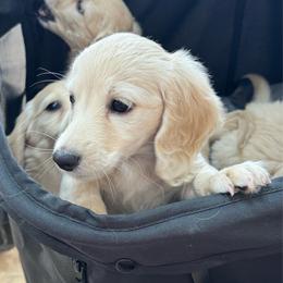 Mr. Black - Cream male Dachshund puppy in Boston, Kentucky from River Bottom Mini Doxies