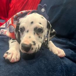 Brownie Batter - White and black female Dalmatian puppy in Austin, Texas from Dazzling Dalz