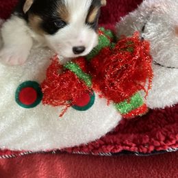 Pembroke Welsh Corgi Puppies from Gbarlranch Corgies